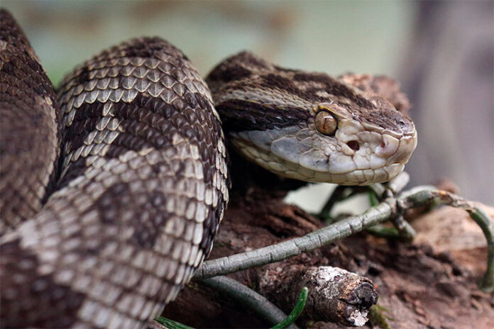 Duas cobras